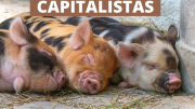 Tres Cochinitos Capitalistas