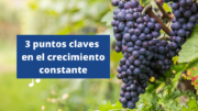 3 puntos claves en el crecimiento constante